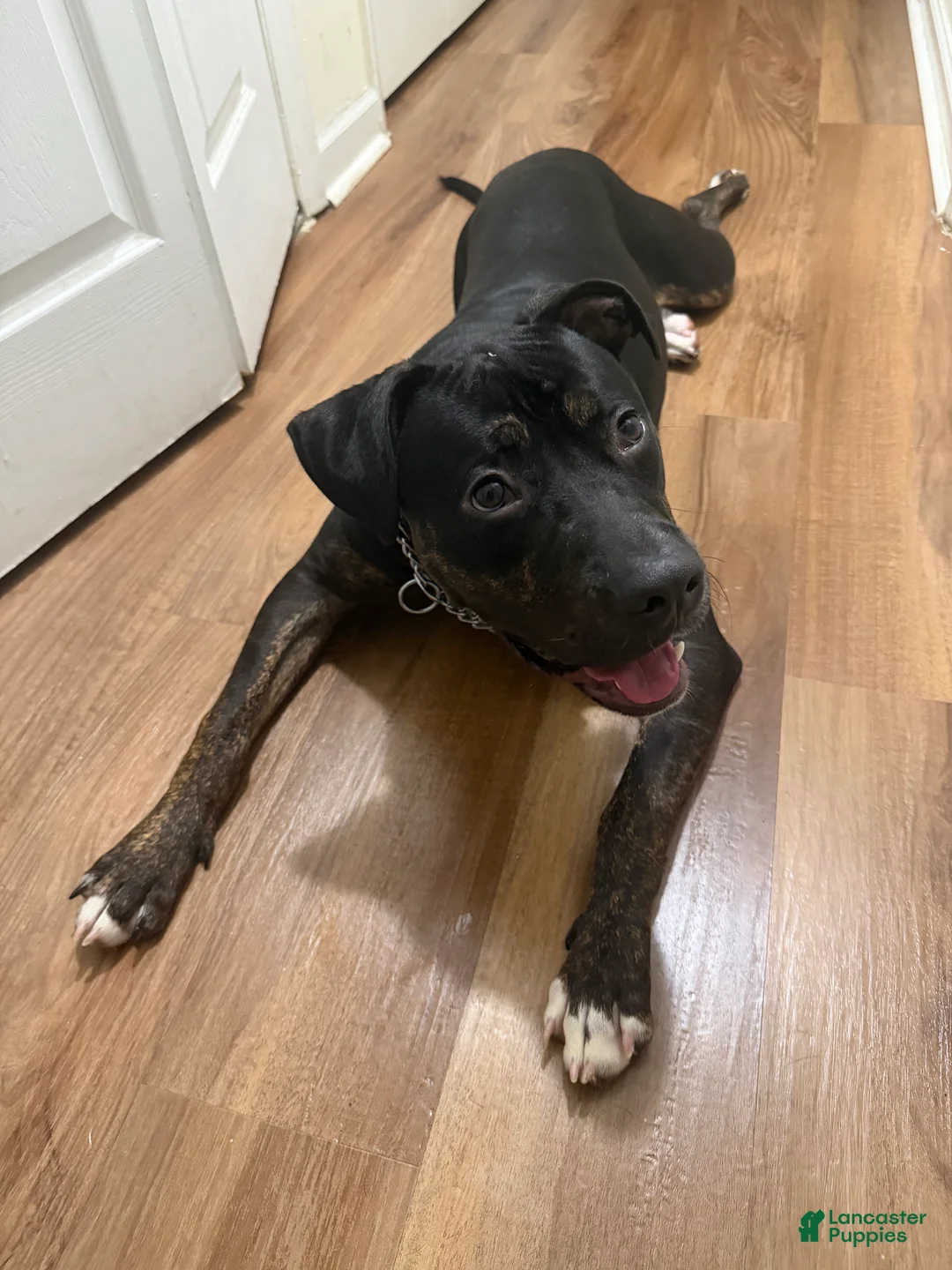 Mixed Breed dogs for sale: Mixed Breed 1 - Ad 1