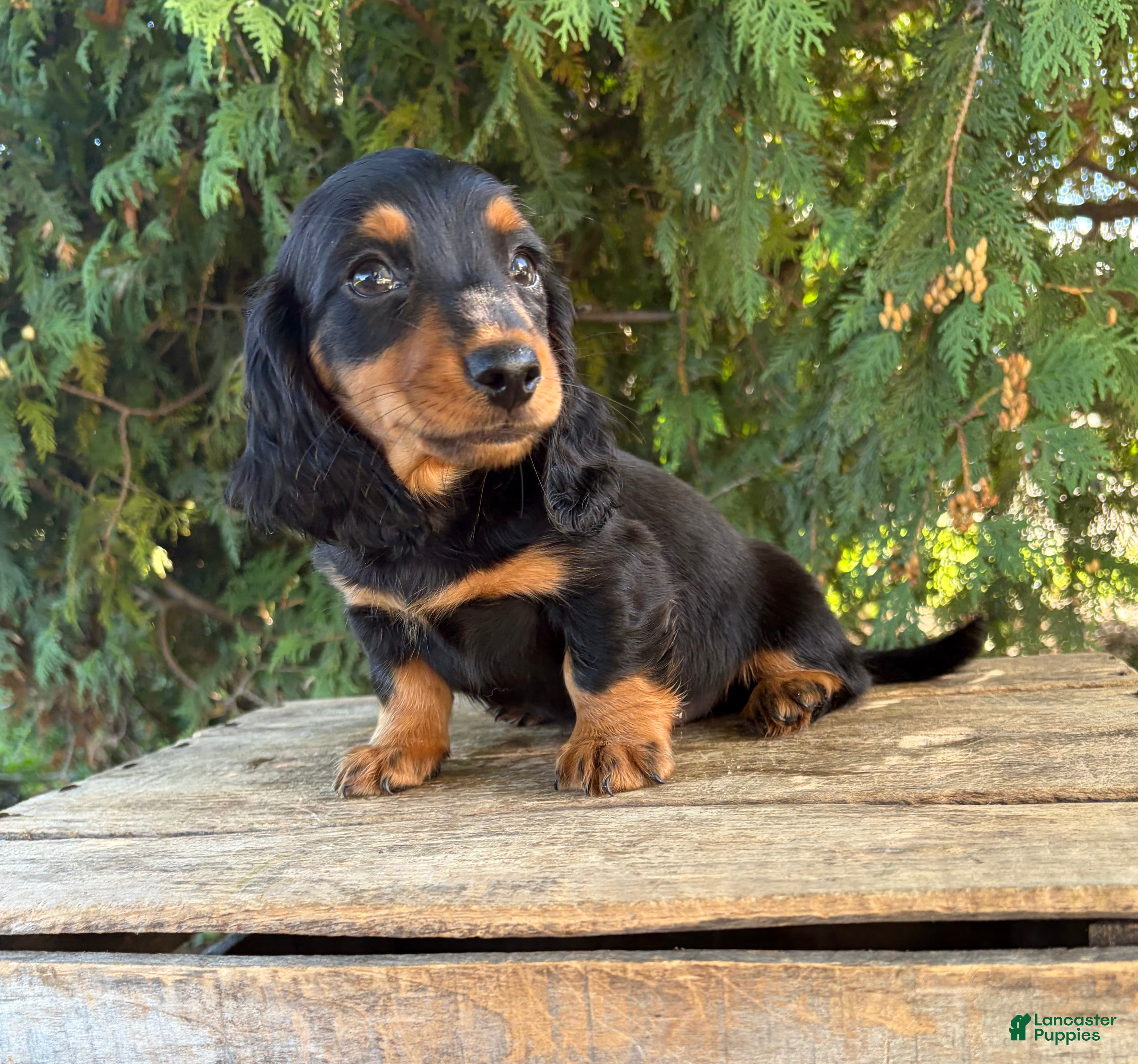 Miniature Dachshund dogs Harris - Ad 2