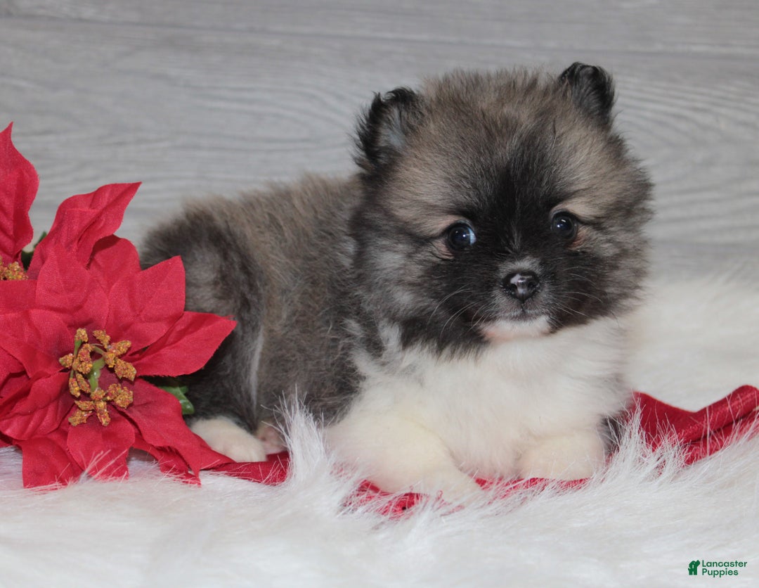 Pomeranian dogs for sale: Bryson - Ad 5