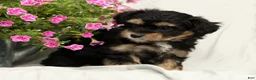 Yorkiepoo dogs for sale: Lacey - Ad 3