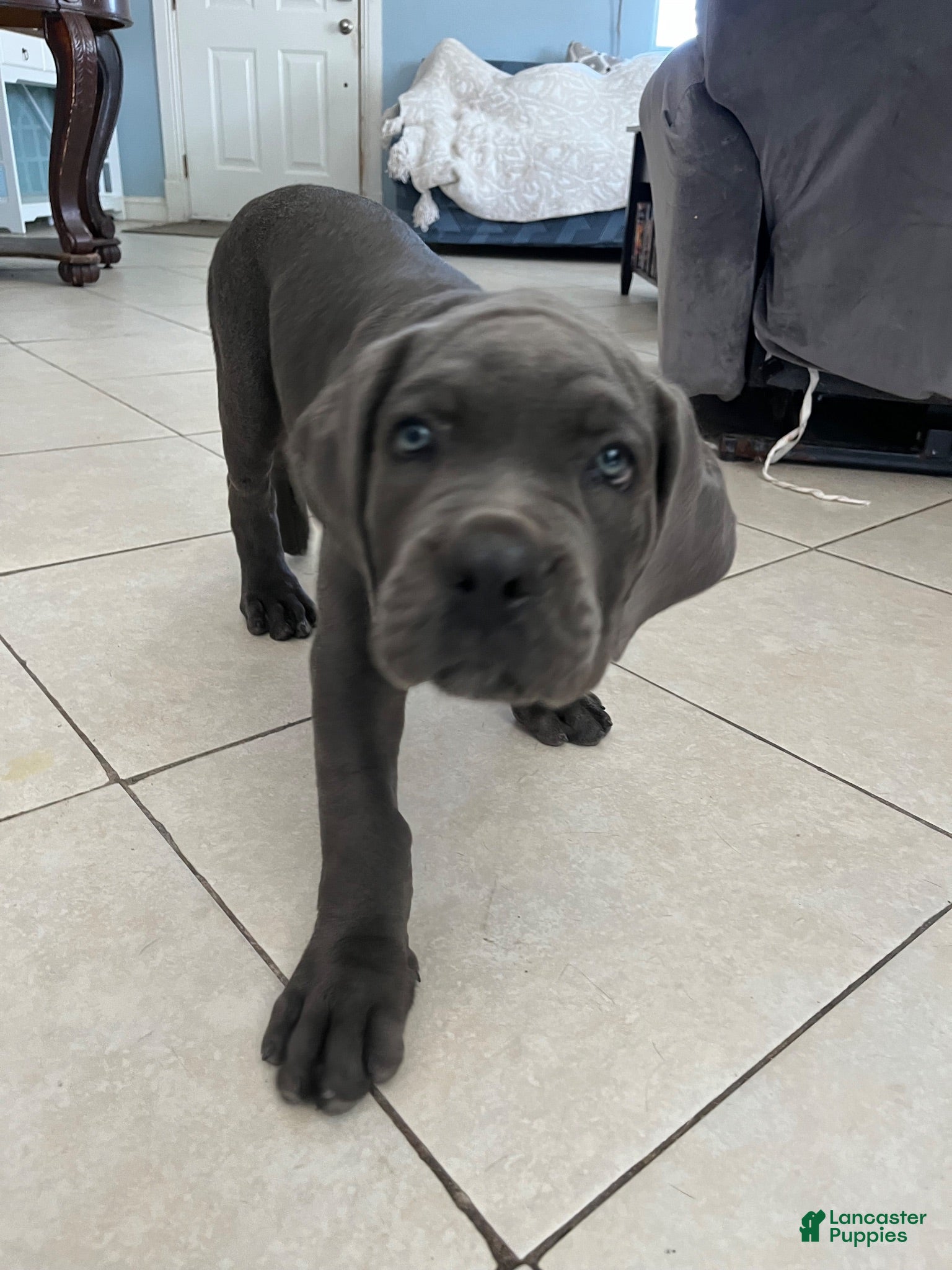 Cane Corso dogs Cane Corso 2 - Ad 18