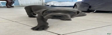 Cane Corso 2
