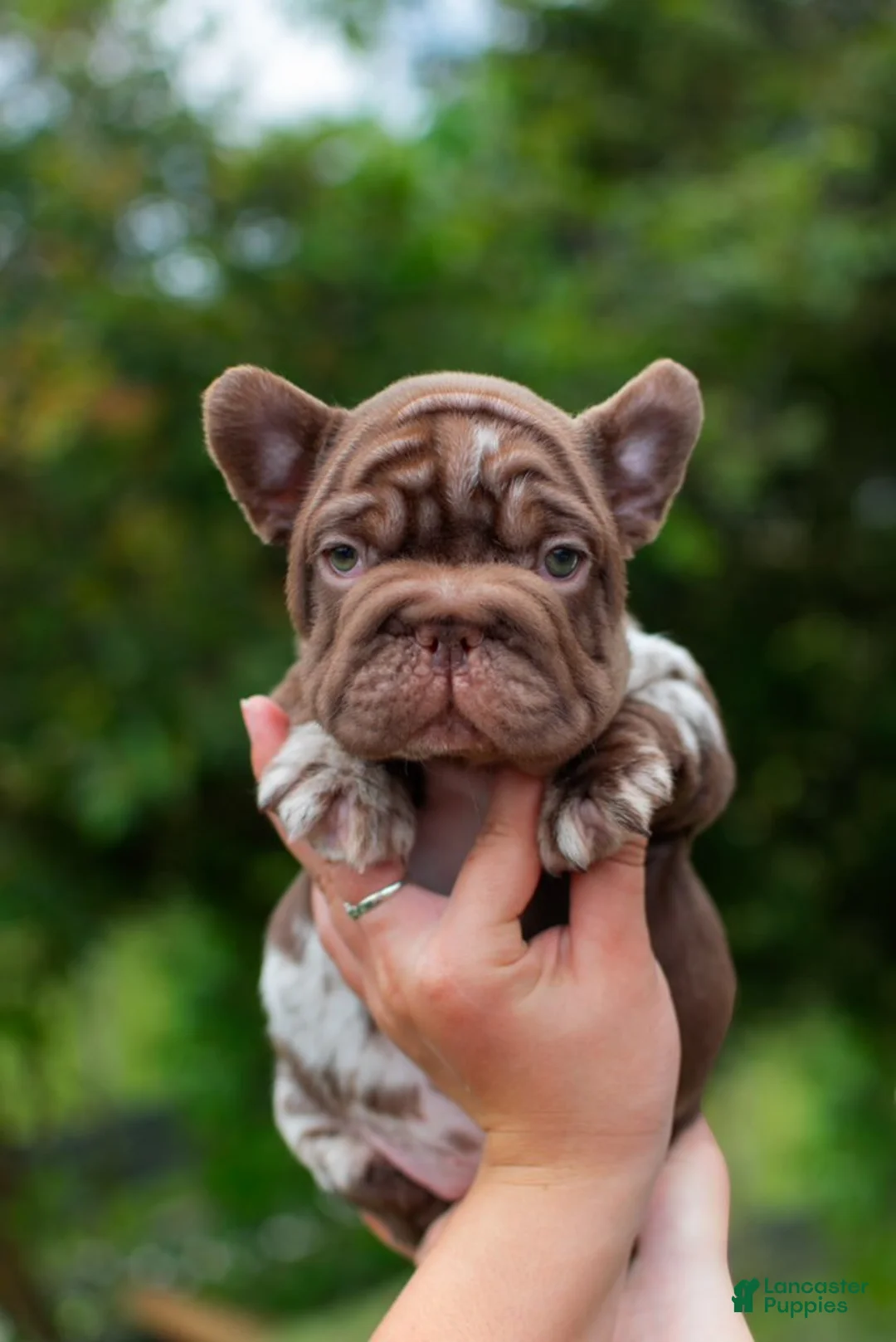 French Bulldog dogs for sale: "SKYE" Chocolate Merle Big Rope Fluffy Carrier in California-USA Delivery - Ad 5