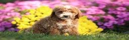 Mini Goldendoodle dogs for sale: Allen - Ad 3