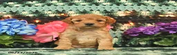 Mini Goldendoodle dogs for sale: Karabell  - Ad 2