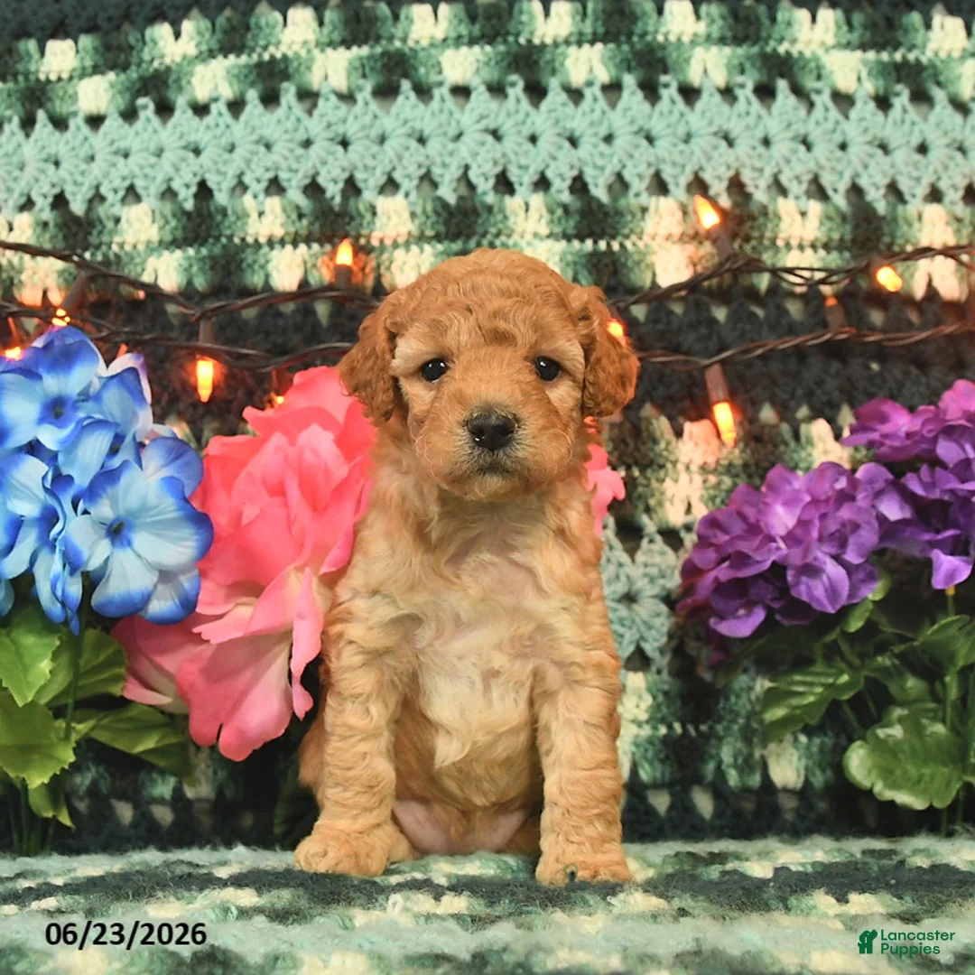 Mini Goldendoodle dogs for sale: Karabell  - Ad 2