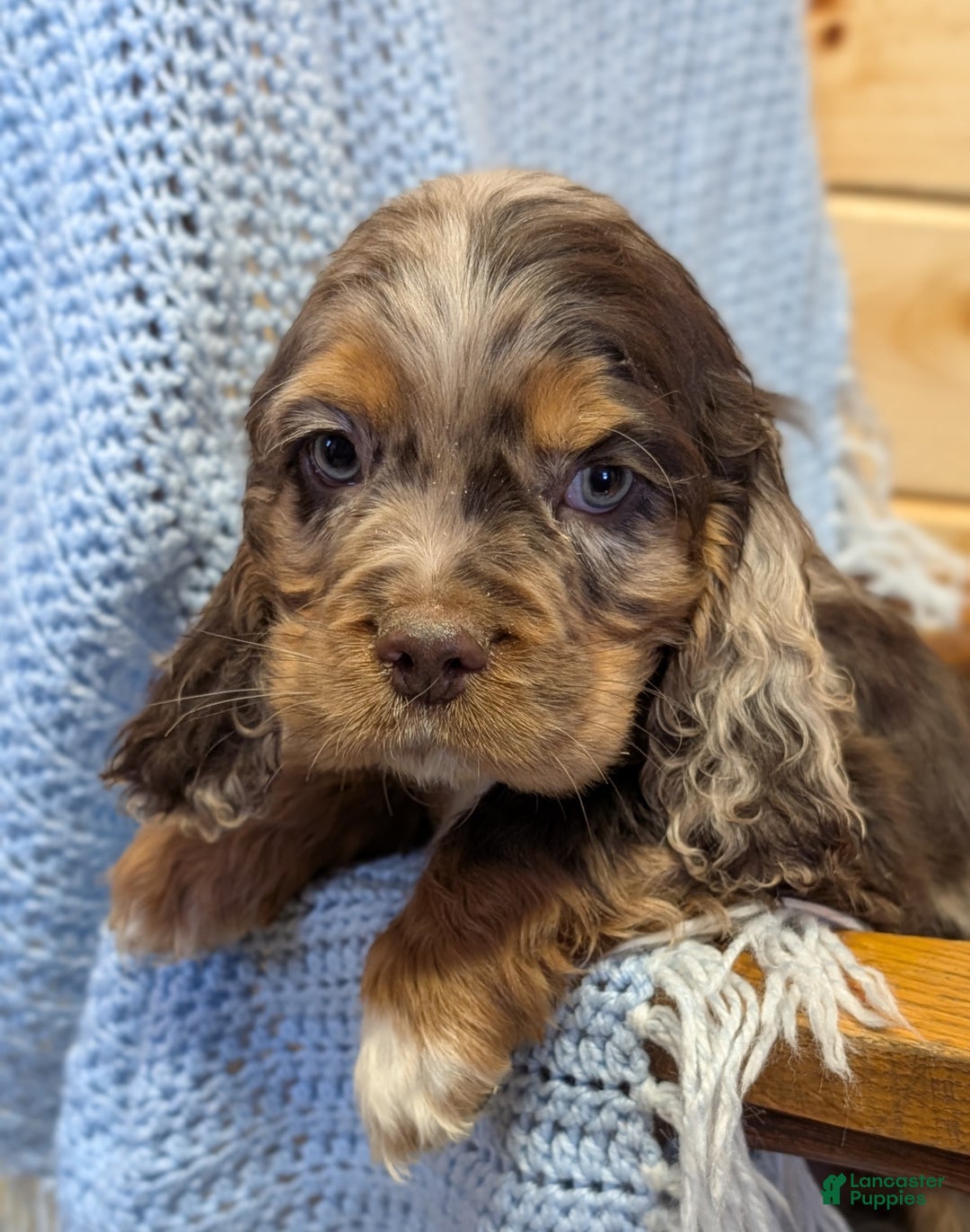 Cocker Spaniel dogs for sale: Whistle - Ad 3