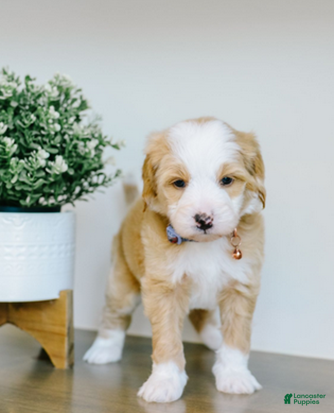 Bernedoodle dogs for sale: Crimson - Ad 3