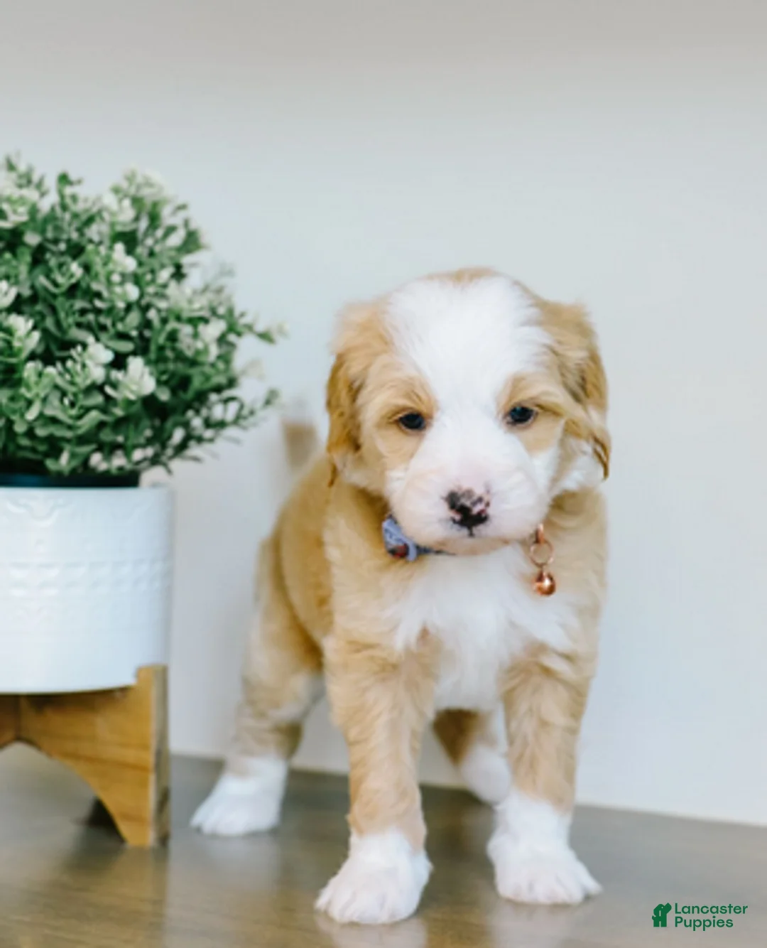 Bernedoodle dogs for sale: Crimson - Ad 3