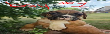 Boxer 1