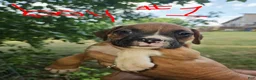 Boxer dogs for sale: Boxer 1 - Ad 1