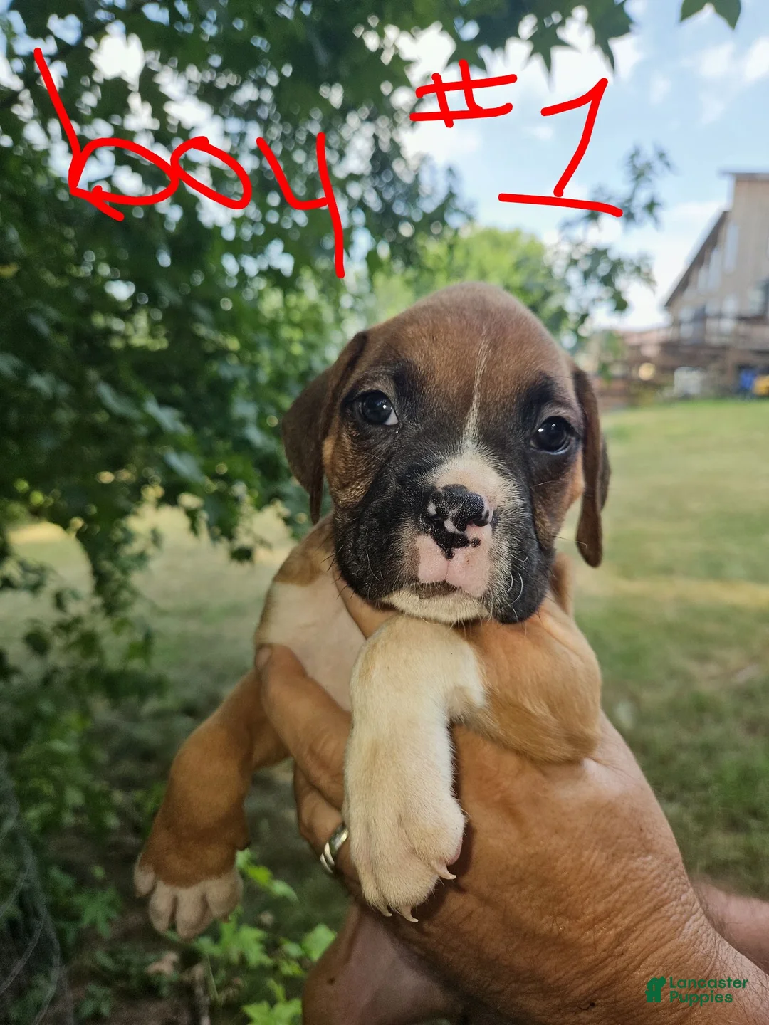 Boxer dogs for sale: Boxer 1 - Ad 1