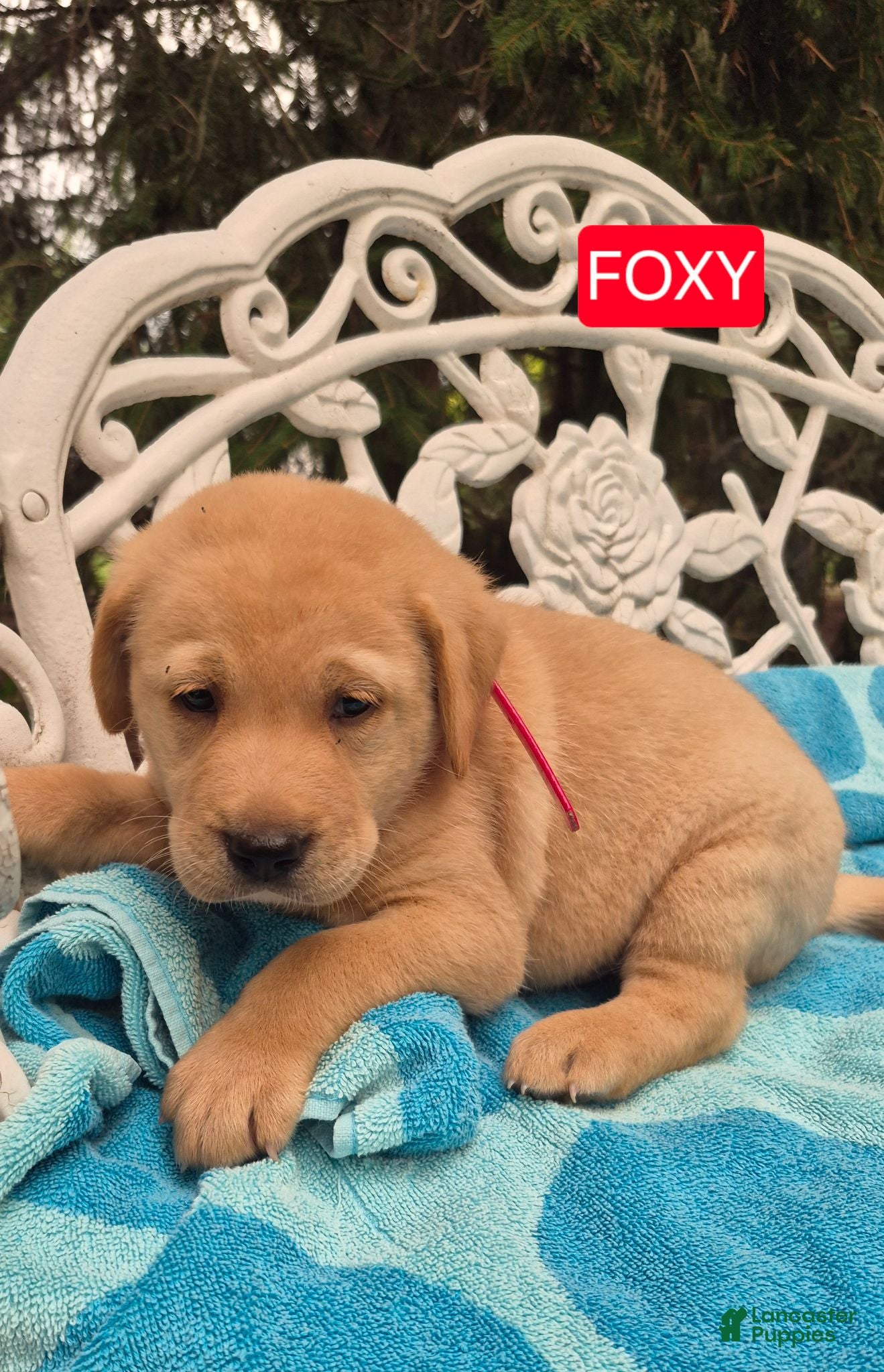 Labrador Retriever dogs Foxy - Ad 1