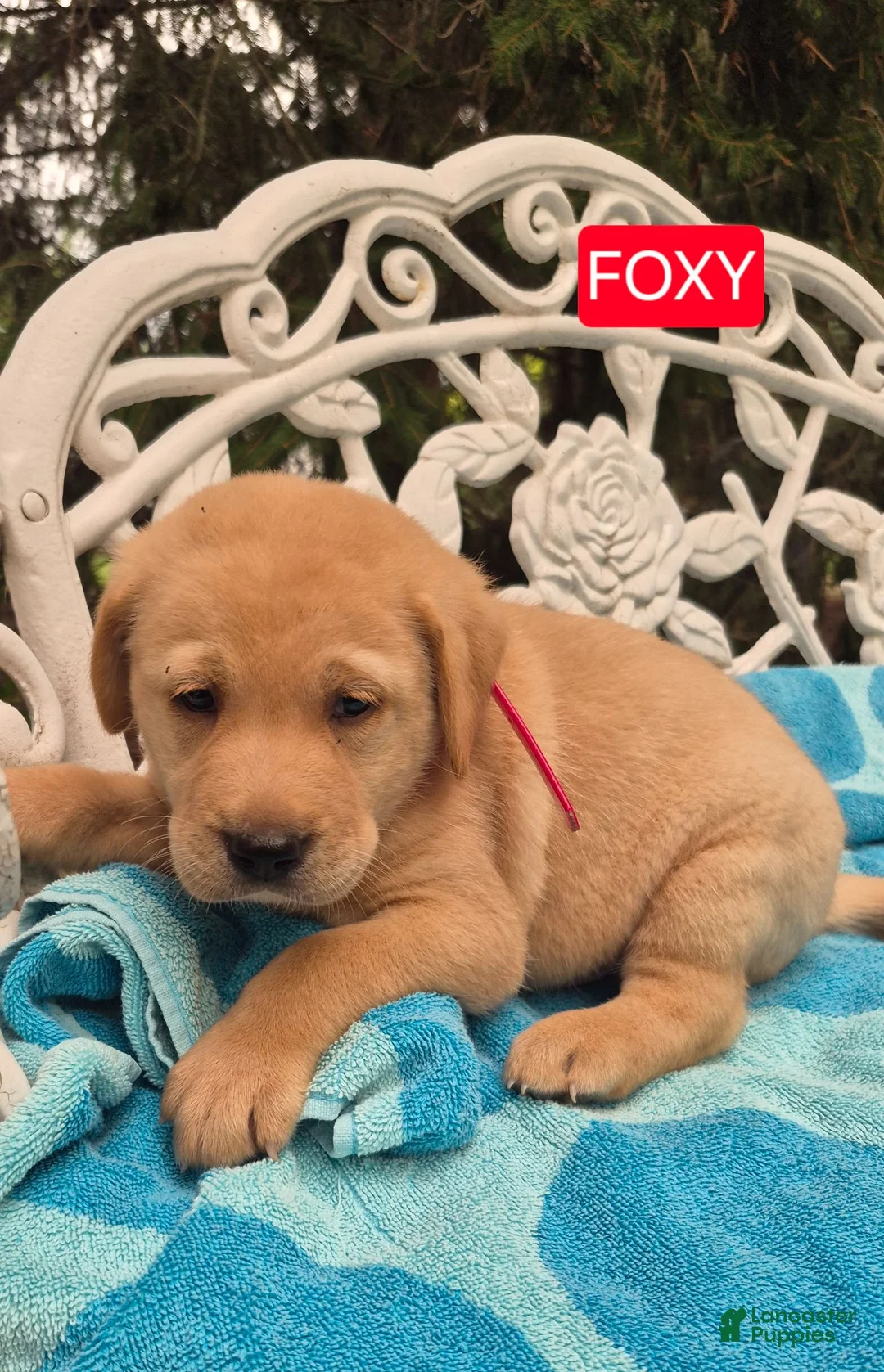 Labrador Retriever dogs for sale: Foxy - Ad 1