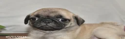Pug dogs for sale: Daisy - Ad 4