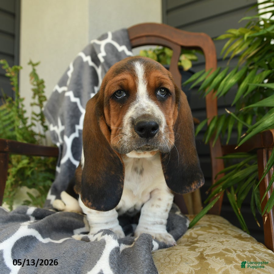 Basset Hound dogs for sale: Charlie - Ad 1
