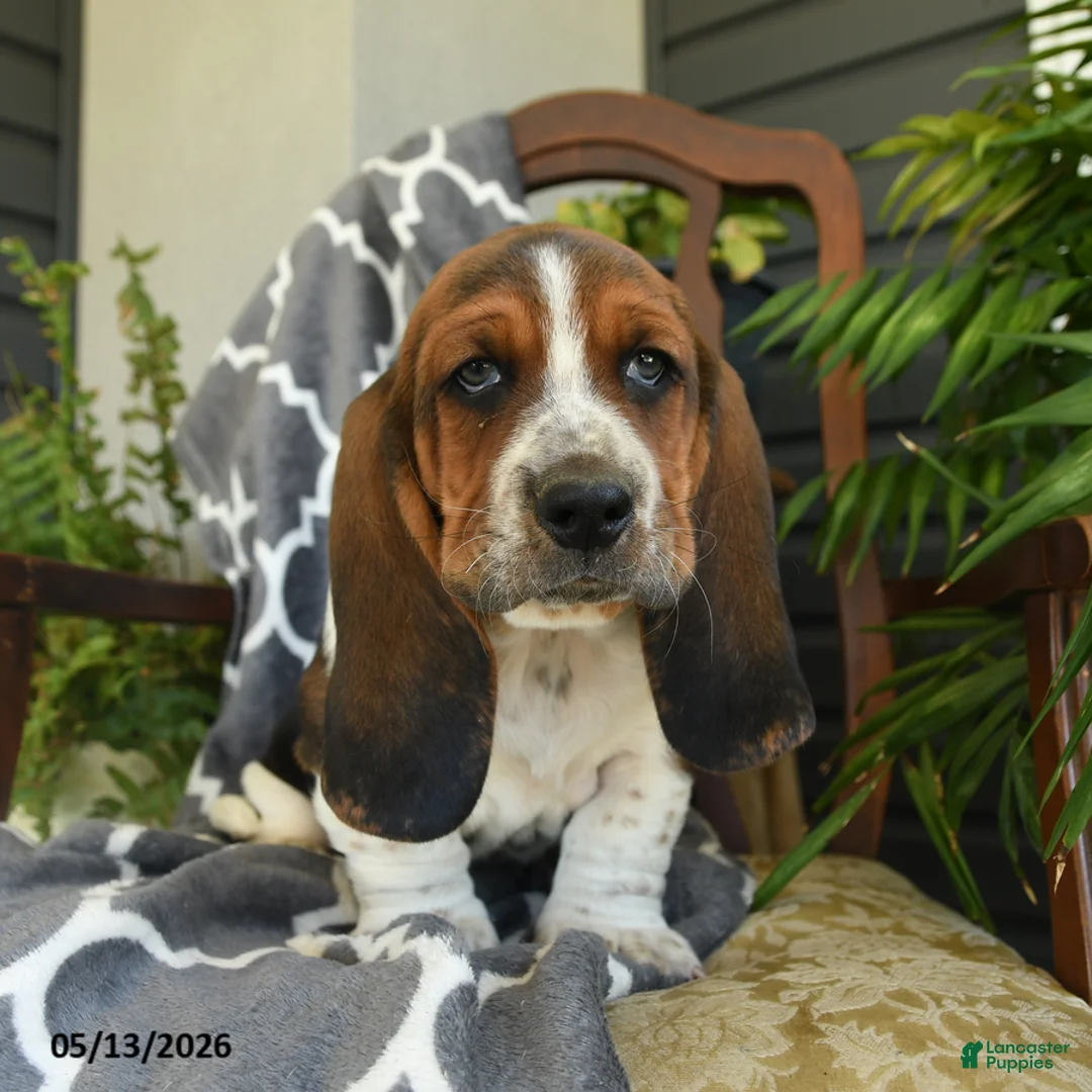 Basset Hound dogs for sale: Charlie - Ad 1