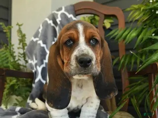 Basset Hound dogs for sale: Charlie - Ad 1
