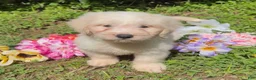 Mini Goldendoodle dogs for sale: Kristoff - Ad 1