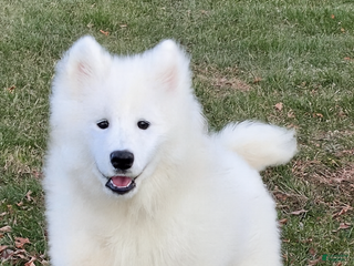 Samoyed dogs Chica - Ad 2