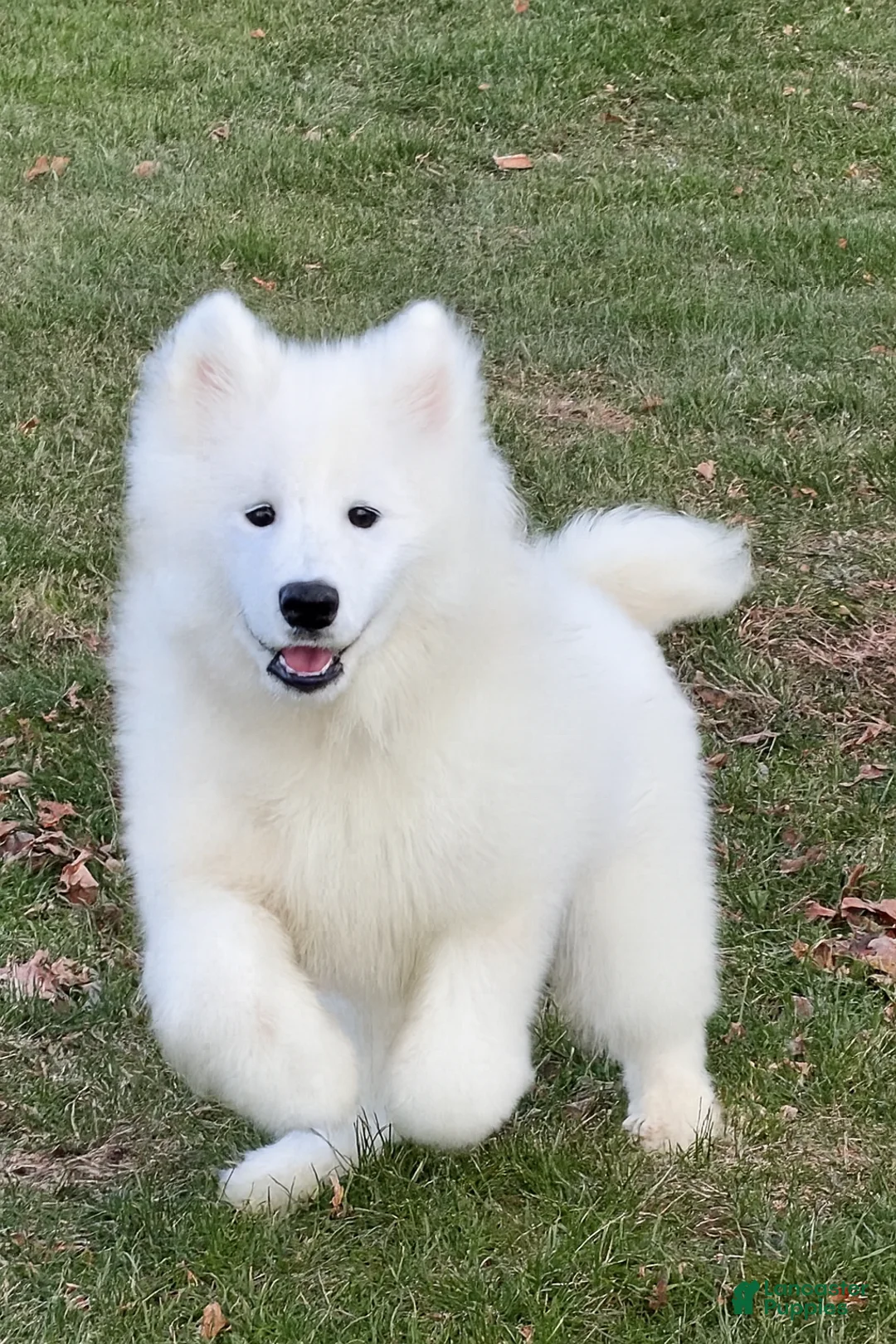 Samoyed dogs for sale: Chica - Ad 1