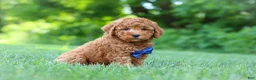 Mini Goldendoodle dogs for sale: Christiano - Ad 3