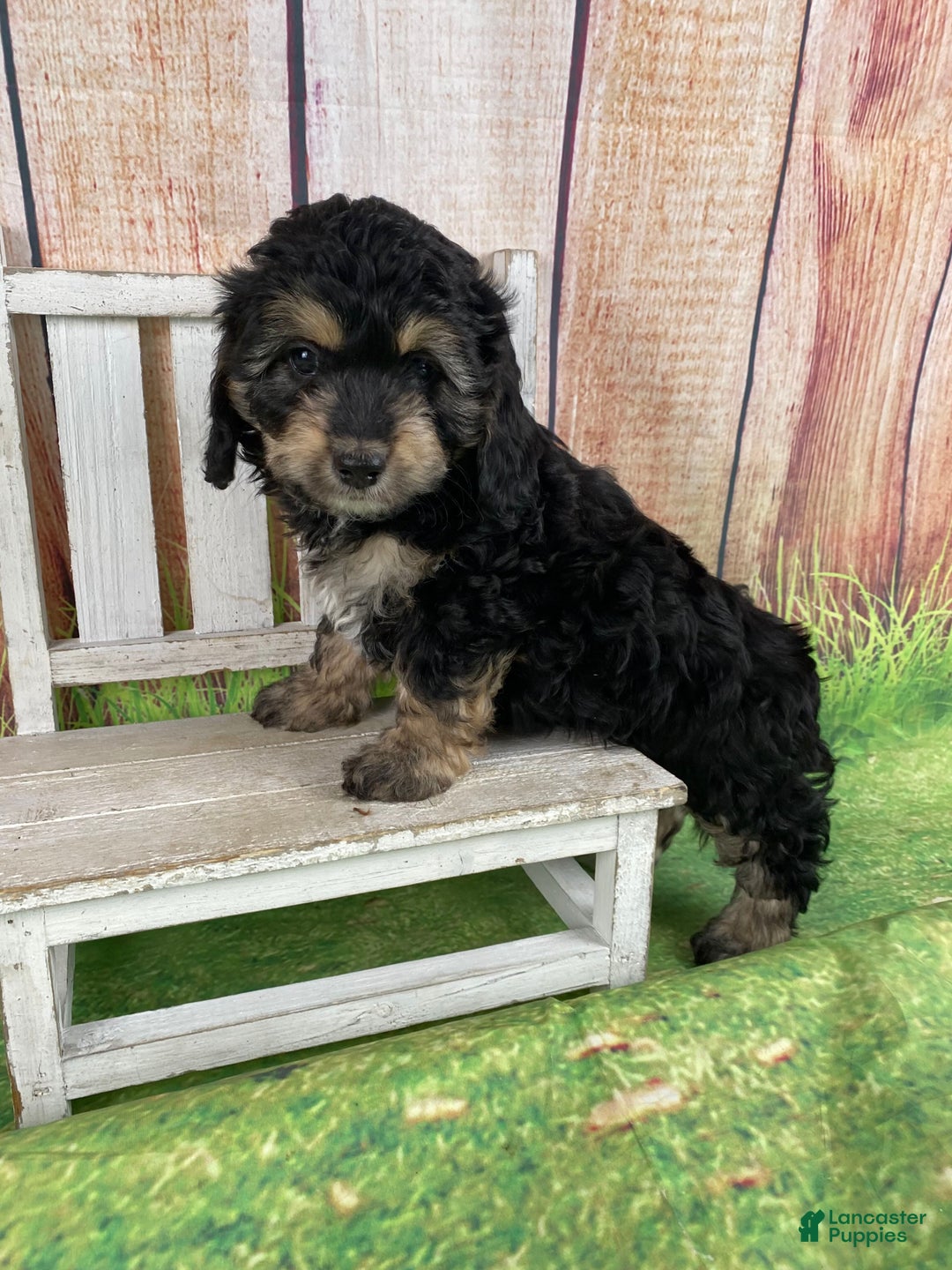 Cavapoo dogs for sale: Lily - Ad 11