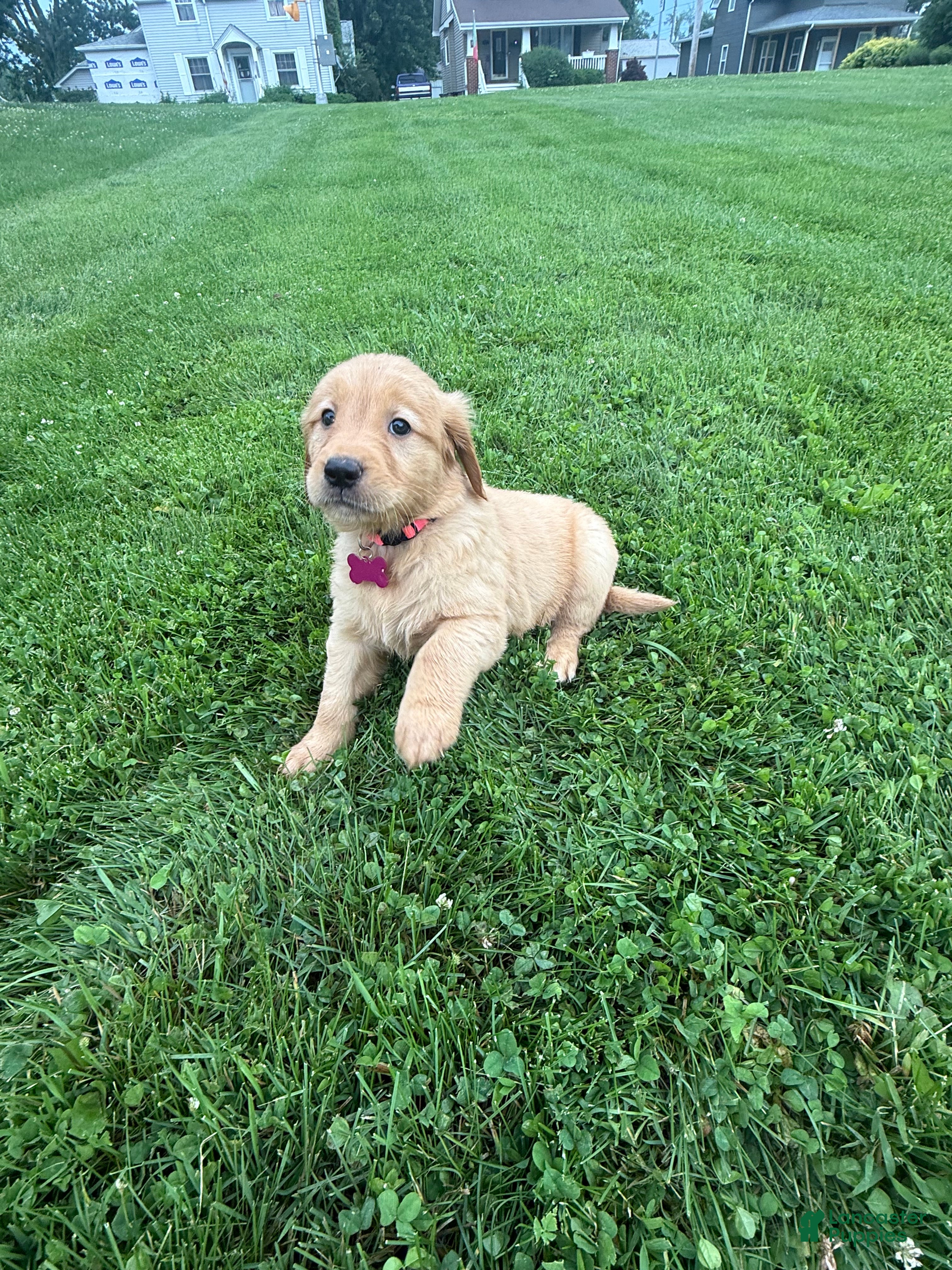 Golden Retriever dogs Sage  - Ad 2