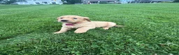 Golden Retriever dogs for sale: Sage  - Ad 2