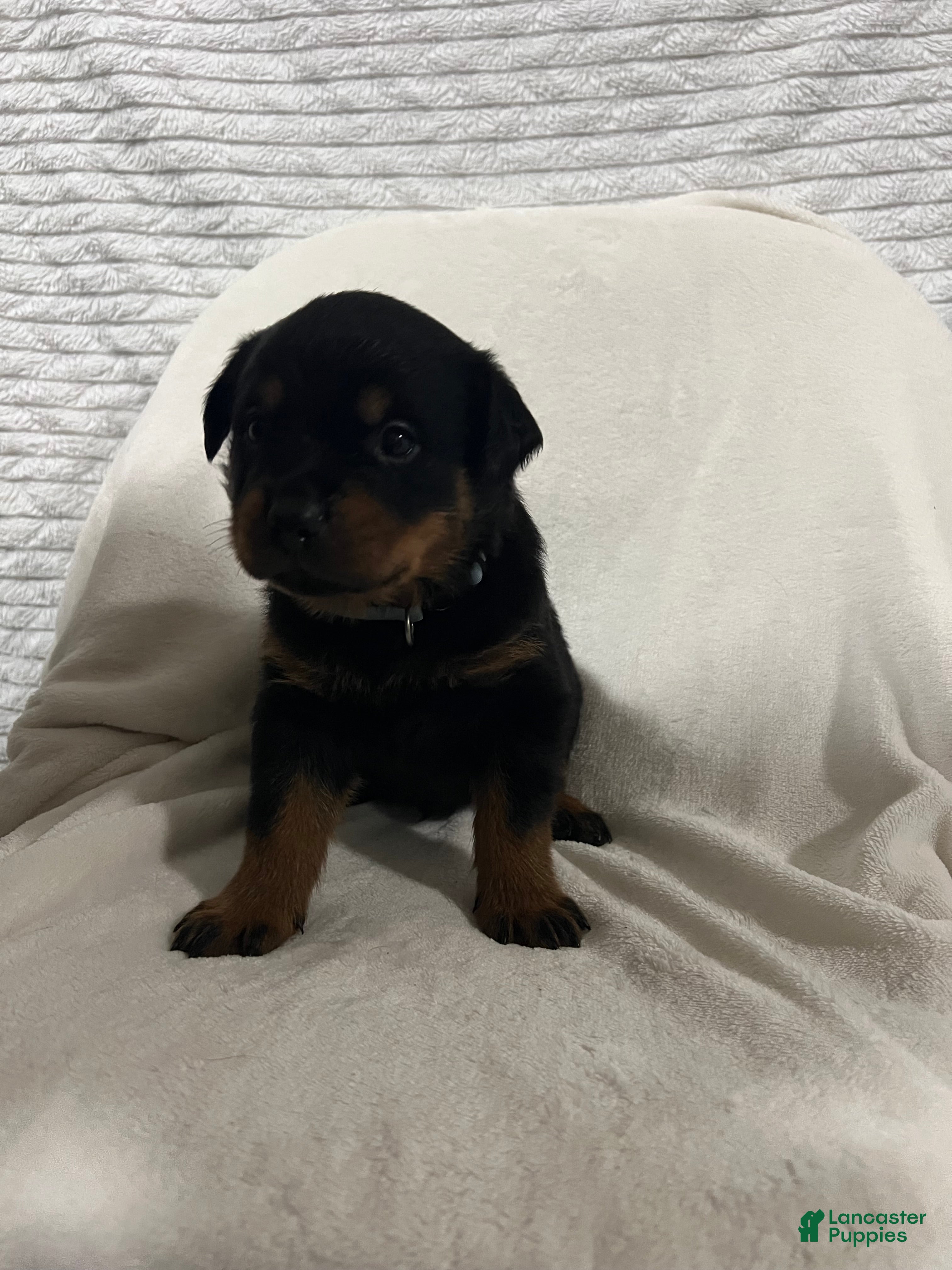 Rottweiler dogs buster - Ad 28