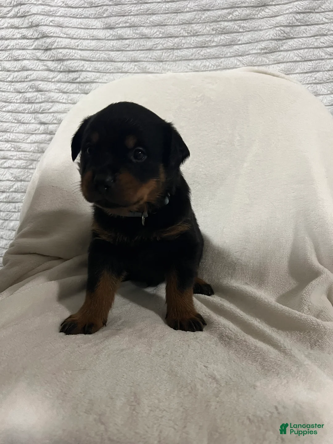 Rottweiler dogs for sale: buster - Ad 1