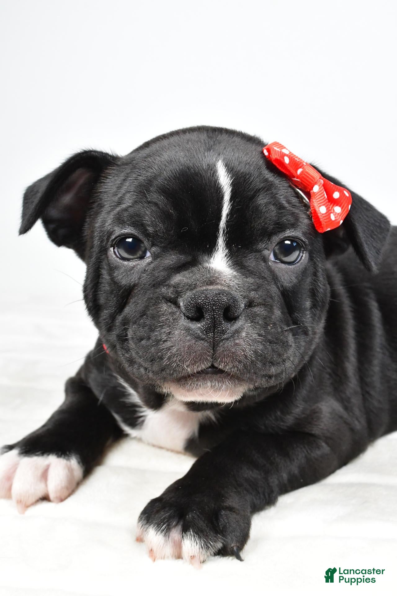 Frenchton dogs for sale: Ricky - Ad 2