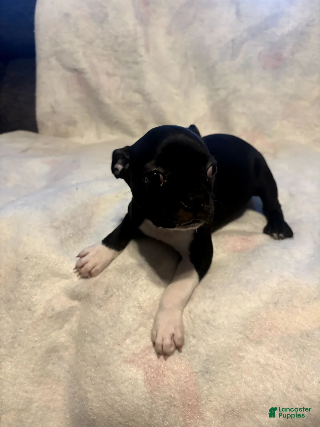 Boston Terrier dogs for sale: Fern - Ad 2
