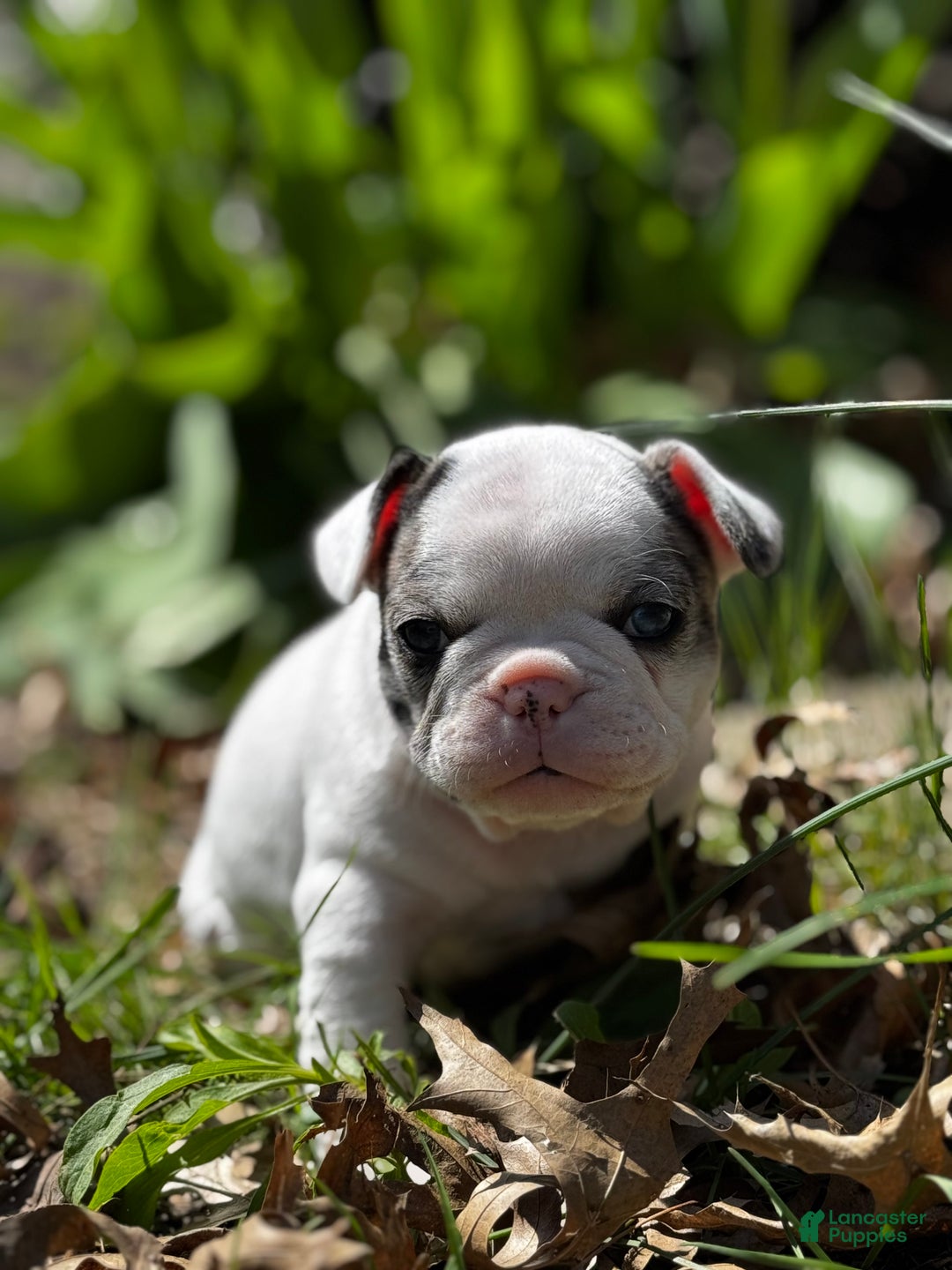 French Bulldog dogs for sale: French Bulldog Puppy 2 “Whisp” - Ad 6