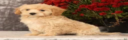 Havapoo dogs for sale: Rachel - Ad 6