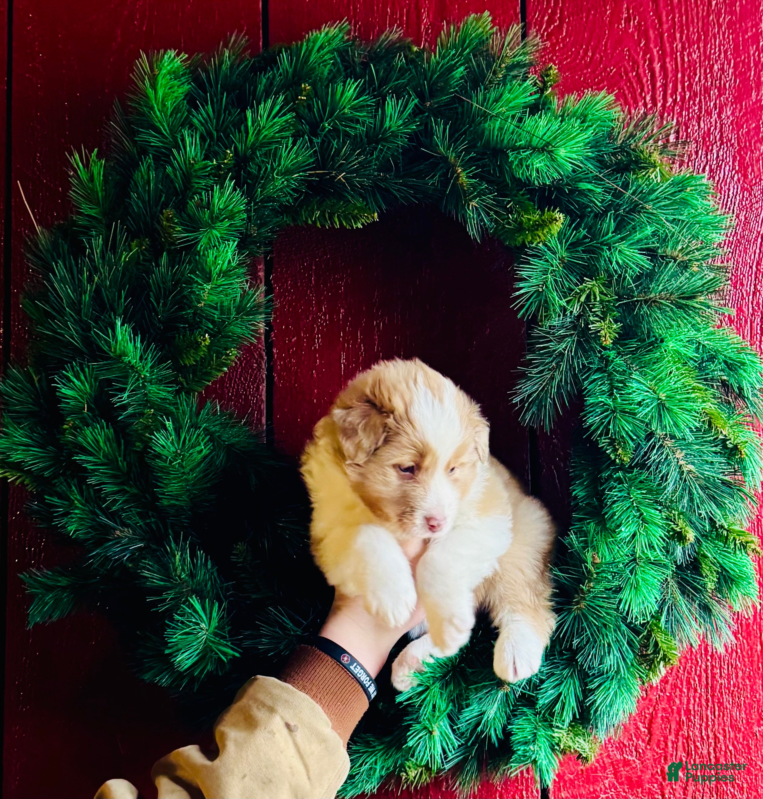 Mixed Breed dogs Mixed Breed Puppy 4 - Ad 29