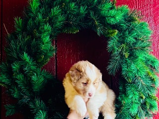 Mixed Breed dogs Mixed Breed Puppy 4 - Ad 29