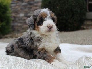 Mini Bernedoodle dogs Luna - Ad 24