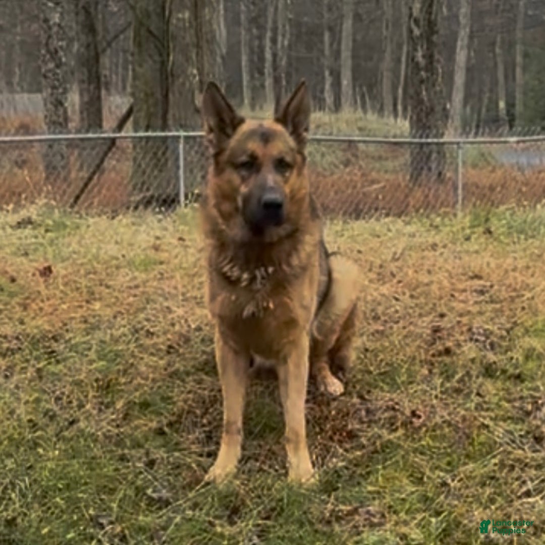 German Shepherd dogs for sale: Sr - Ad 10