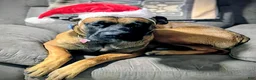 Boxer dogs for sale: Boxer 3 - Ad 4