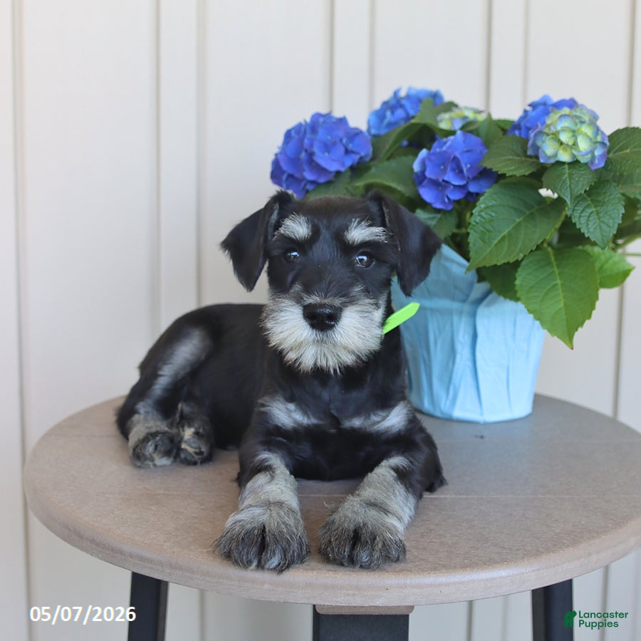 Miniature Schnauzer dogs Jackson - Ad 2