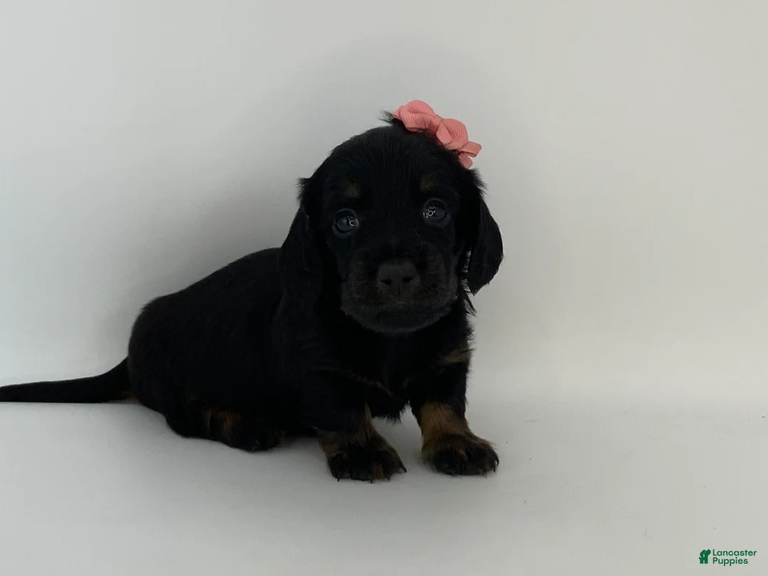 Miniature Dachshund dogs for sale: Kayle - Ad 3