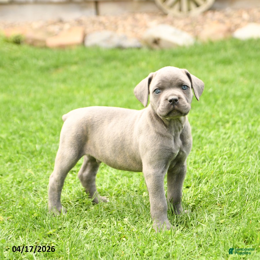 Cane Corso dogs Slater - Ad 1