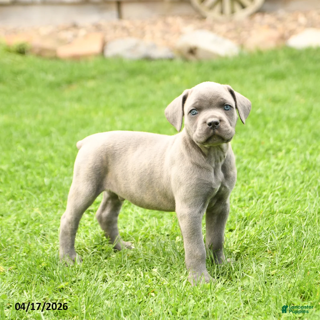 Cane Corso dogs for sale: Slater - Ad 1