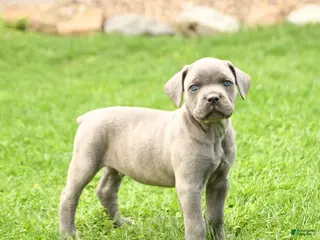 Cane Corso dogs for sale: Slater - Ad 4