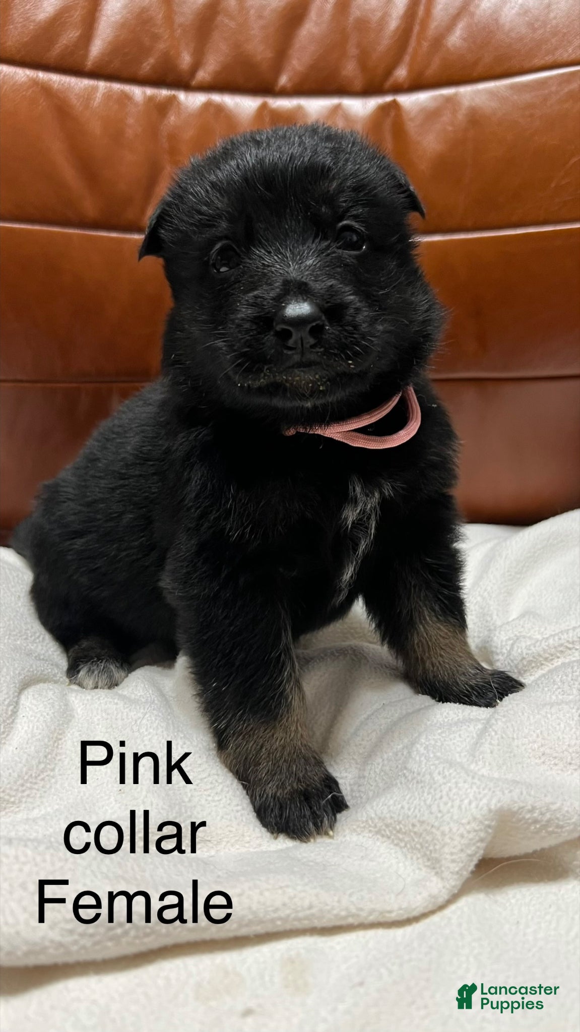German Shepherd dogs German Shepherd Puppy 8 - Ad 12
