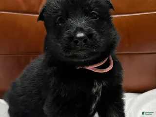 German Shepherd dogs German Shepherd Puppy 8 - Ad 12