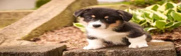 Welsh Corgi Pembroke dogs for sale: Zane - Ad 9