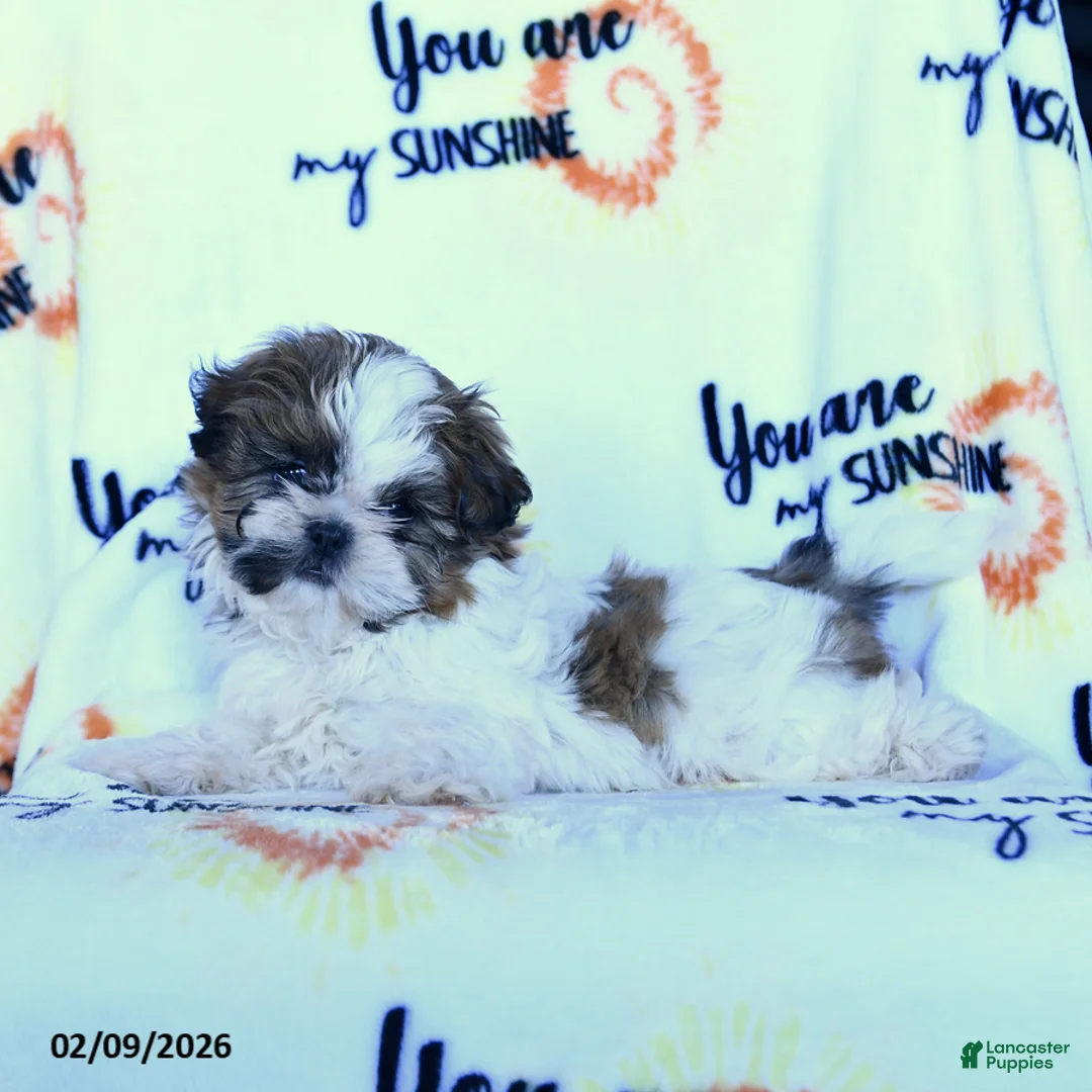 Shih Tzu dogs for sale: Sugar n Spice - Ad 2