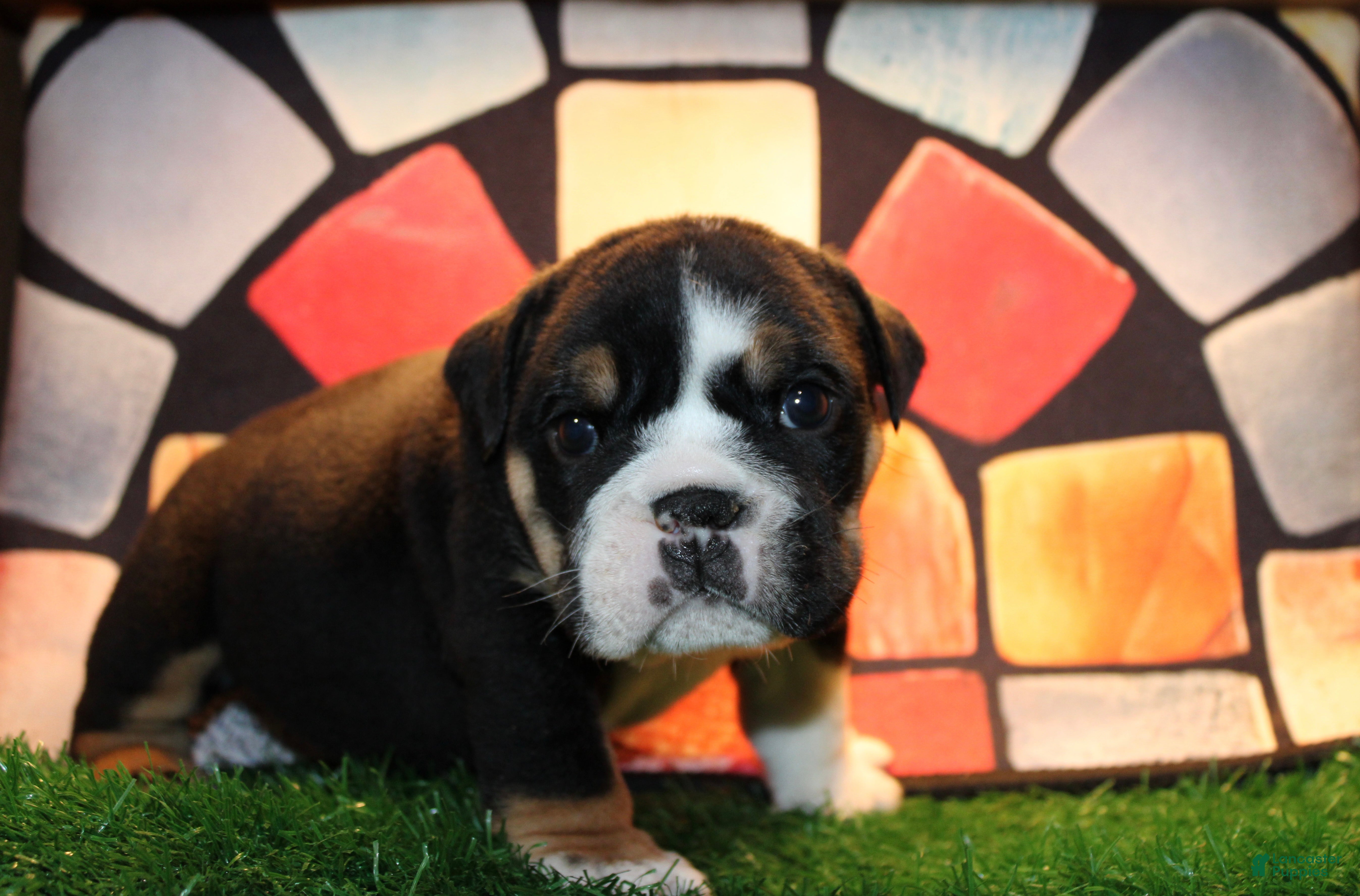 English Bulldog dogs Blackjack  - Ad 31